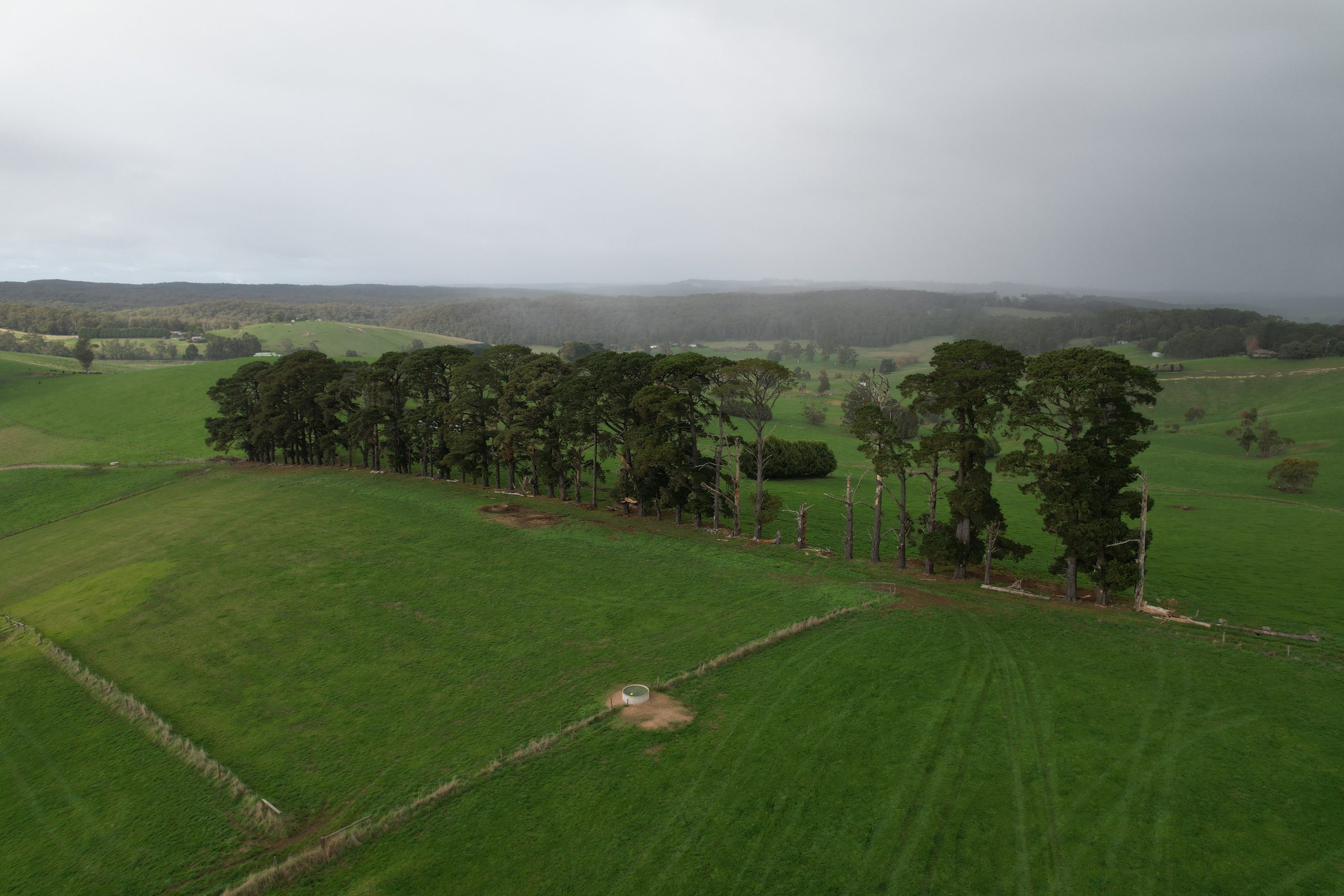 Dangerous trees on farm